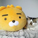 Looking for pets to give care and affection in Montreal!