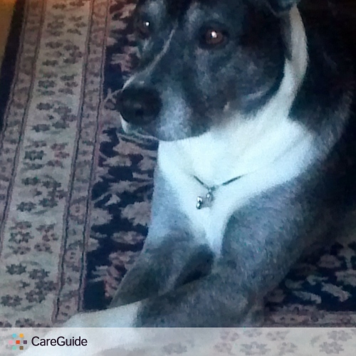 Pet Care Provider Thomas Sommer's Profile Picture