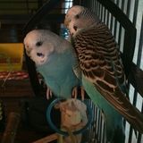 Bird sitter wanted.