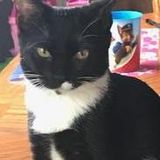Skillful Petsitter in Zephyrhills, Florida