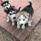 Interested In a House in need of care and PetSitter Opportunity in Tucson. Willing to collect mail, landscape & water plants