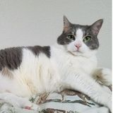 Hiring a Loving Cat Sitter in Portland, Oregon
