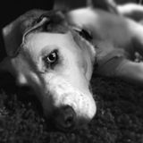 Pet Care Provider in Winnipeg, Manitoba