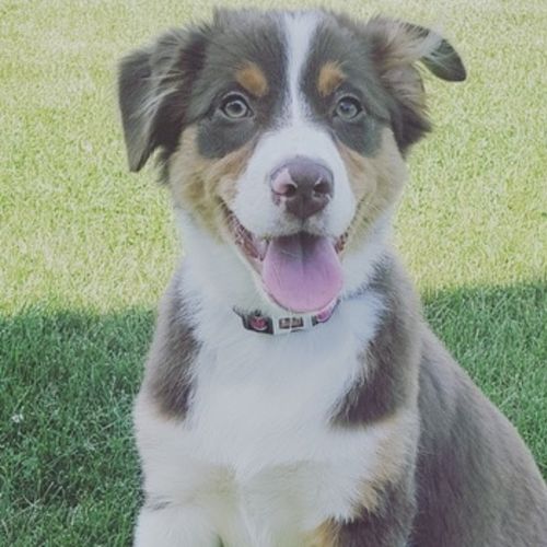 Pet Care Provider Jasmine H's Profile Picture