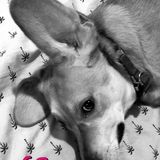 Caring Dog Walking Available Now!