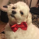 Trustworthy Pet Grooming Available