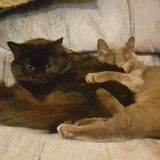 2 Cute Kittens Looking For 3 Weeks Sitter