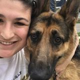Pet Sitter needed for 1 large dog