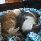 Farm Sitter/House pets