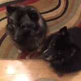 House sitter 2 difficult velcro dogs!