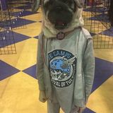 Live Out Nanny Required Pitt Meadows, Bc
