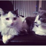 Love Animals