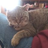 Elmira Animal Lover Interested In Being Hired in New York