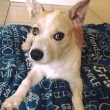Need Dog Sitter To Keep My Dog With Then During The Day