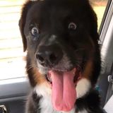 Hardworking dog Sitting Professional