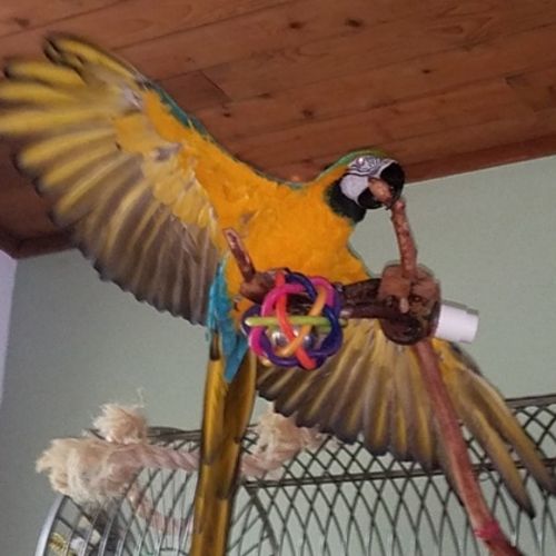 Pet Care Provider Jeane R's Profile Picture
