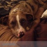 Professional Friendly Pet Sitter/ Dog walker in The Bywater area of New Orleans
