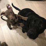 Happy Pets