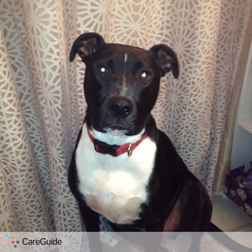 Pet Care Job Pam H's Profile Picture
