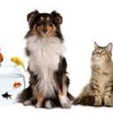 At Your Service Pet Sitter (Ahwatukee, and Chandler)