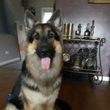 Caring Dog sitter or Walker