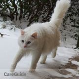 Drop by to feed a sweet Turkish Angora on the 4th of July weekend