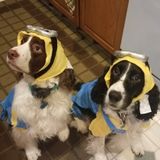 For Hire: Talented Petsitter in Prospect Heights