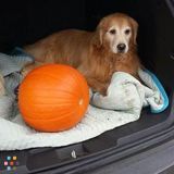 Need Sweet Veteran Golden Walked Monday thru Friday