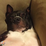 Looking for a pet sitter/dog walker? Go no further!