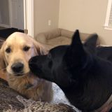 Local Insured dog walker/trainer/sitter eager to help pup parents!