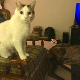 Watertown, New York Petsitter Job