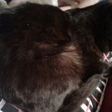 I love all animals .