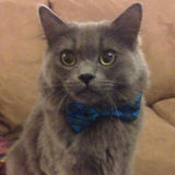 Excellent Catsitting Job Available