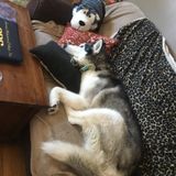 Available For Milford Pet Care Provider, Connecticut Jobs