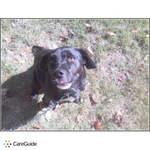 Pet Care Provider Kim Madden's Profile Picture