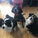 Mayville, North Dakota Family looking for pet sitter!
