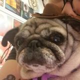 Looking For Animal Caregiver Opportunity in the Dallas, Rowlett, Rockwall Area