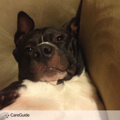 Pet Care Provider Lexi Gutierrez's Profile Picture
