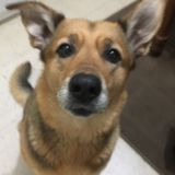 Pet owner looking to babysit your pet in a healthy loving environment