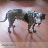 A little help throughout the day with 1 Bluetick hound dog, named Dallas.