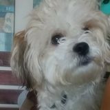 Loving and Reliable Animal Caregiver