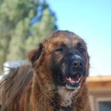 Experienced Pet Owner looking for Jobs in El Paso, Texas