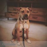 Beautiful Energetic Boxer/Bully Needs friendly sitter!