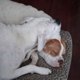 Is your pet at home watching the sun rise and set awaiting your return?