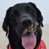 Pet Lover Looking To Come To You And Your Pet's Needs