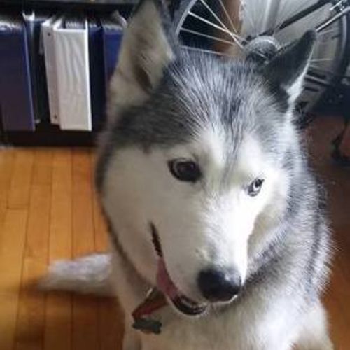 Pet Care Job Kristina R's Profile Picture