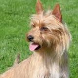 Alberta House and Pet Sitter Job