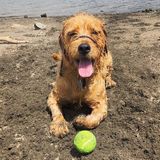 Hiring: Portland, Oregon Pet Service Provider