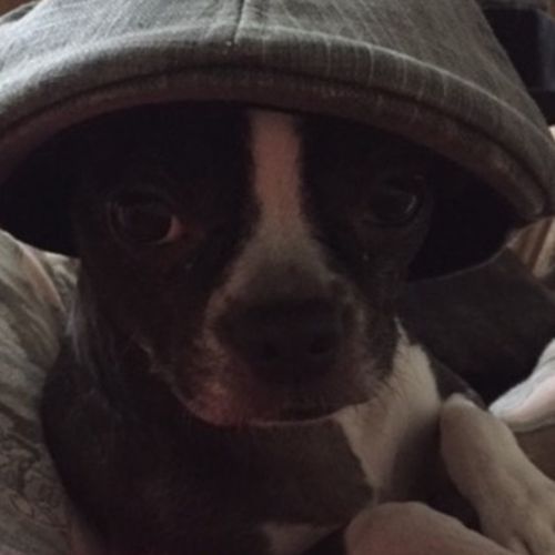 Pet Care Job Kevin P's Profile Picture