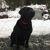Looking for a petsitter for February.